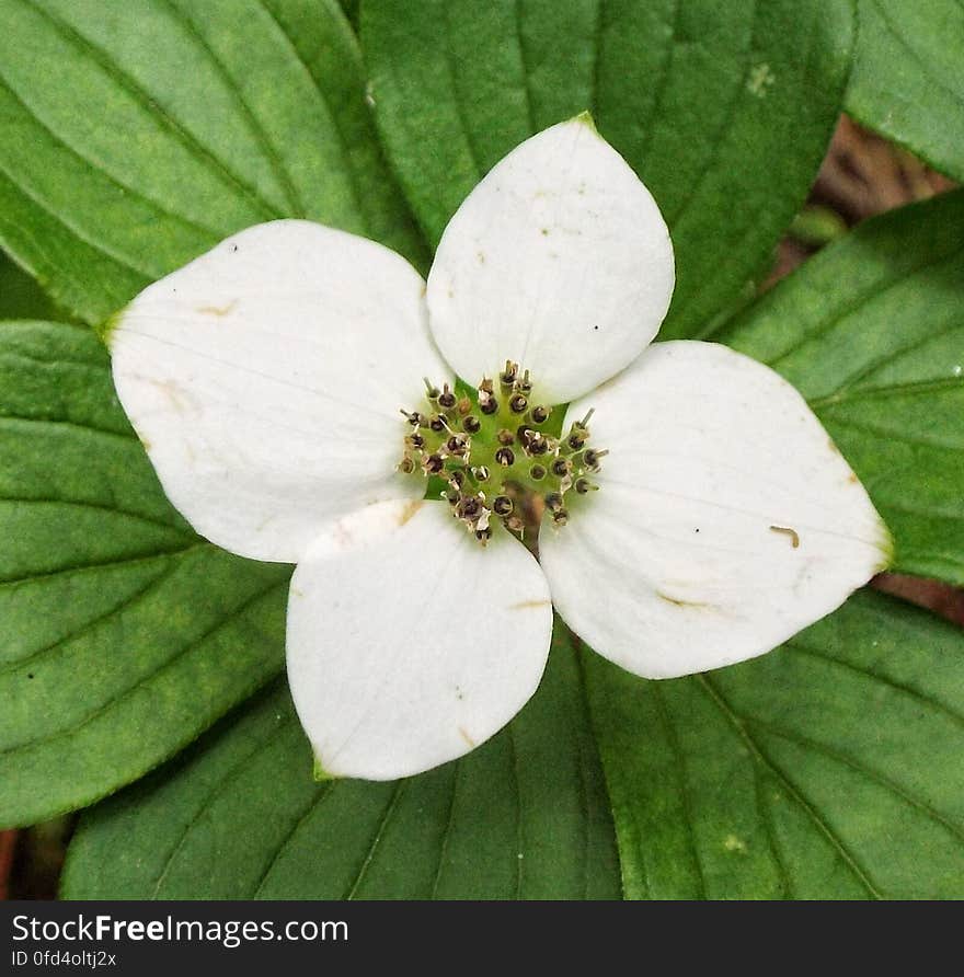 Frequent in the shady parts of the forest along the hiking trails. One petal more than a trillium, one less than a wood anemone. Also known as crackerberry. Frequent in the shady parts of the forest along the hiking trails. One petal more than a trillium, one less than a wood anemone. Also known as crackerberry