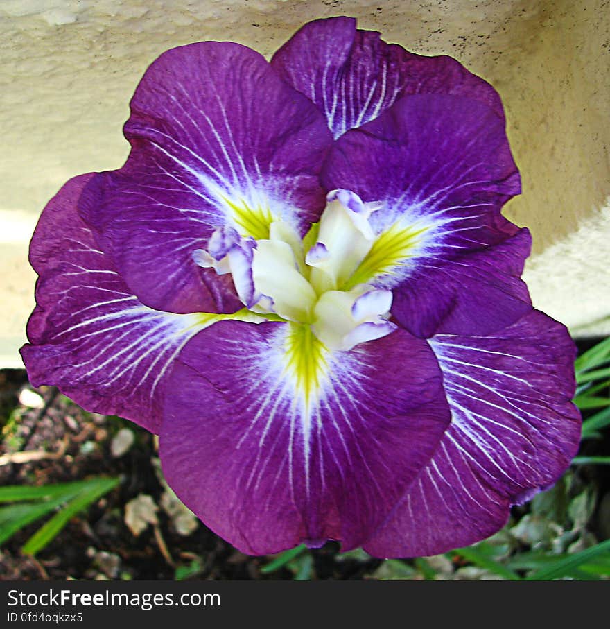 purple Japanese iris