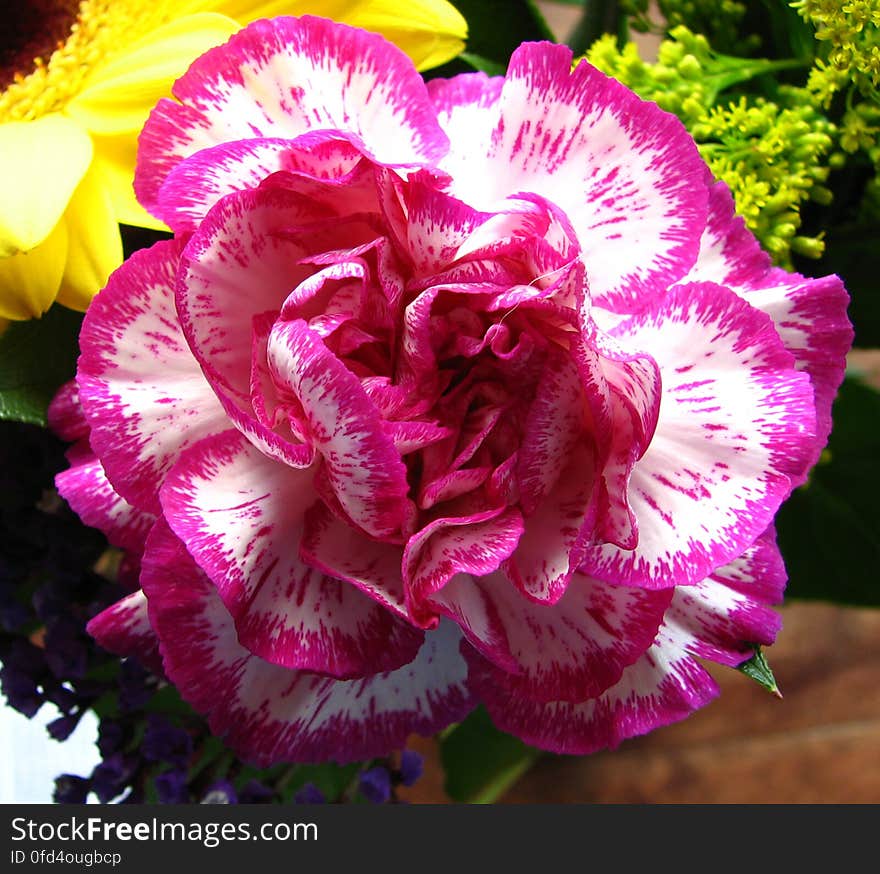 pink-and-white striped flower