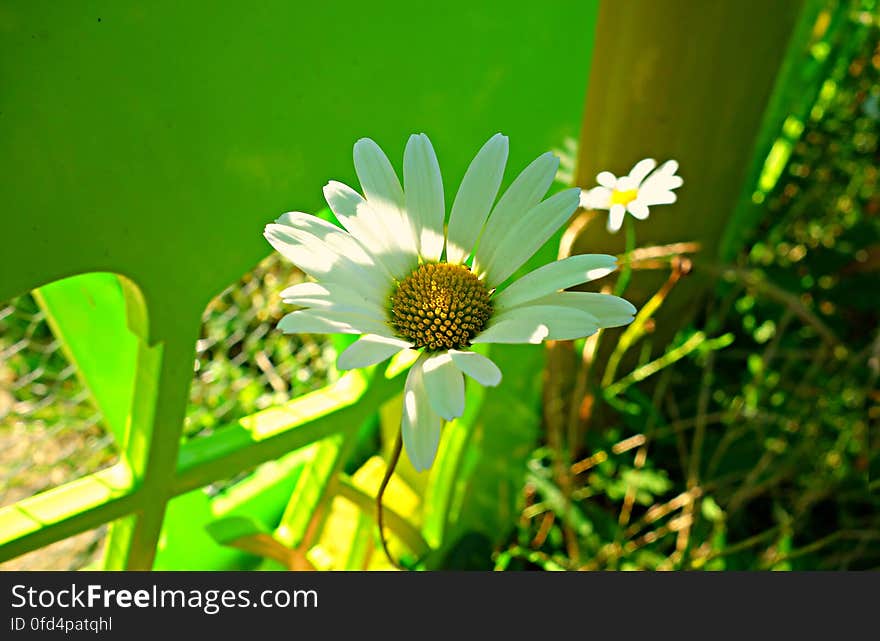 PUBLIC DOMAIN DEDICATION - Pixabay- digionbew 11. 03-0-16 DaisY at green fence LOW RES DSC04139