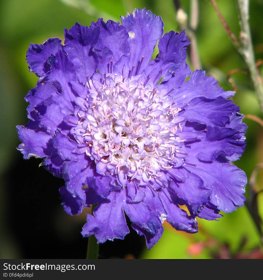 purple-and-white flower 2