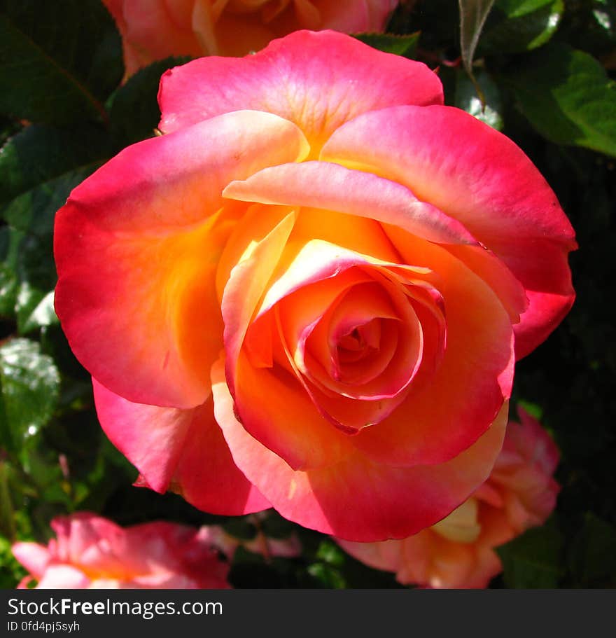 pink-orange-yellow rose