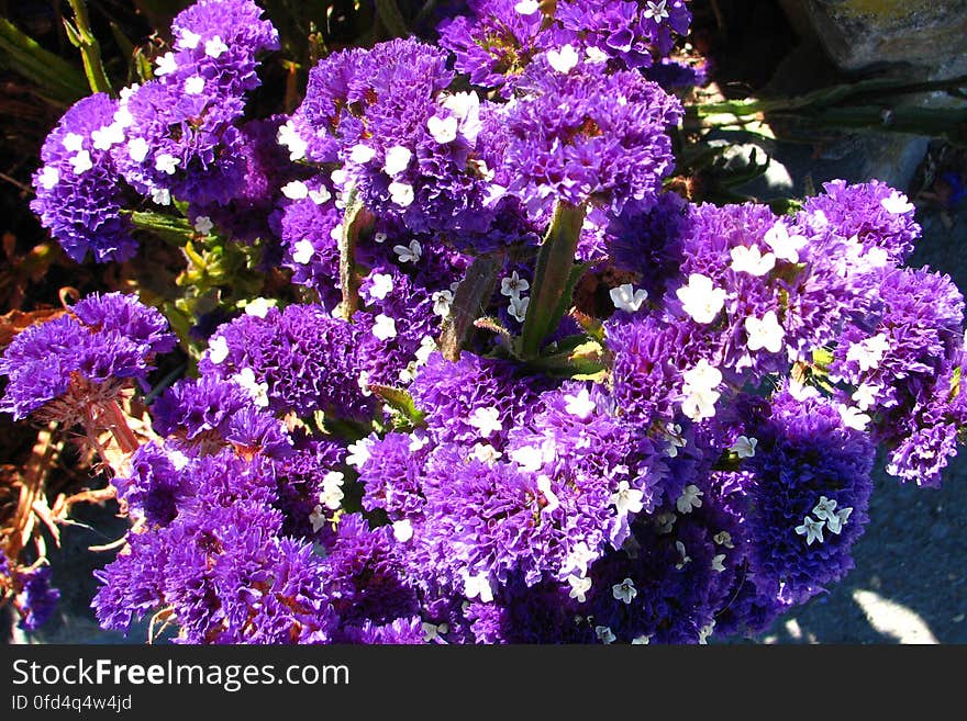 purple-and-white flowers