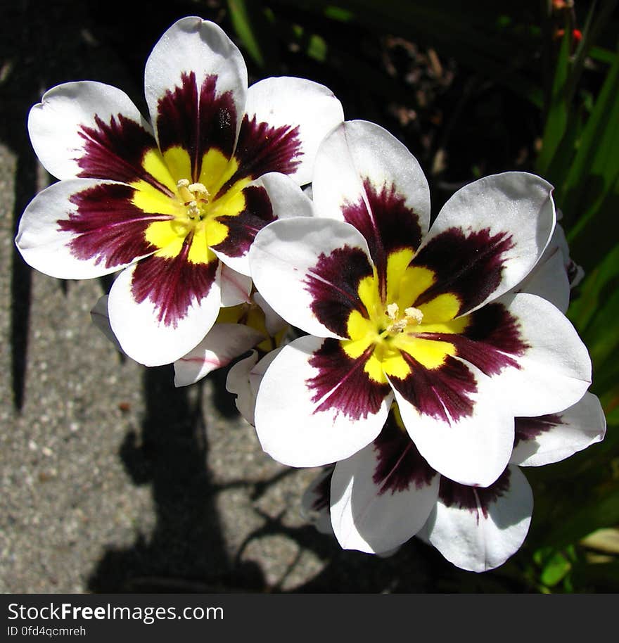 purple-white-yellow flowers