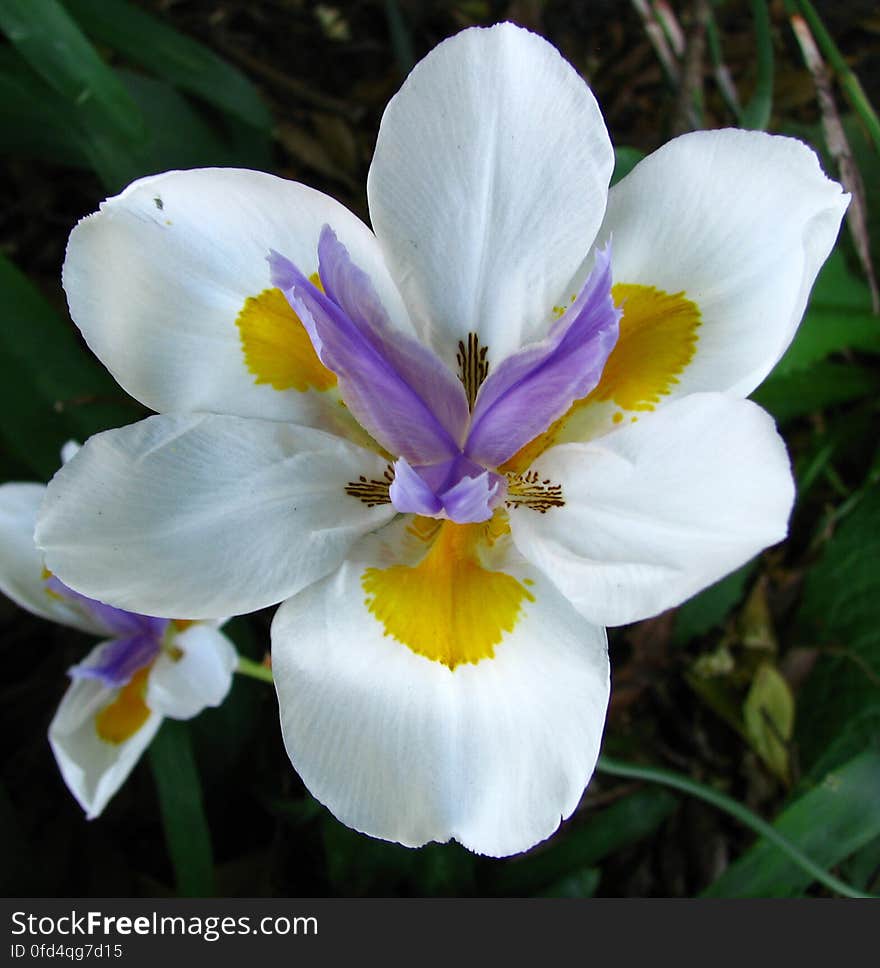 irislike flower