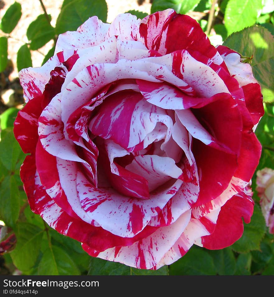 red-and-white striped rose