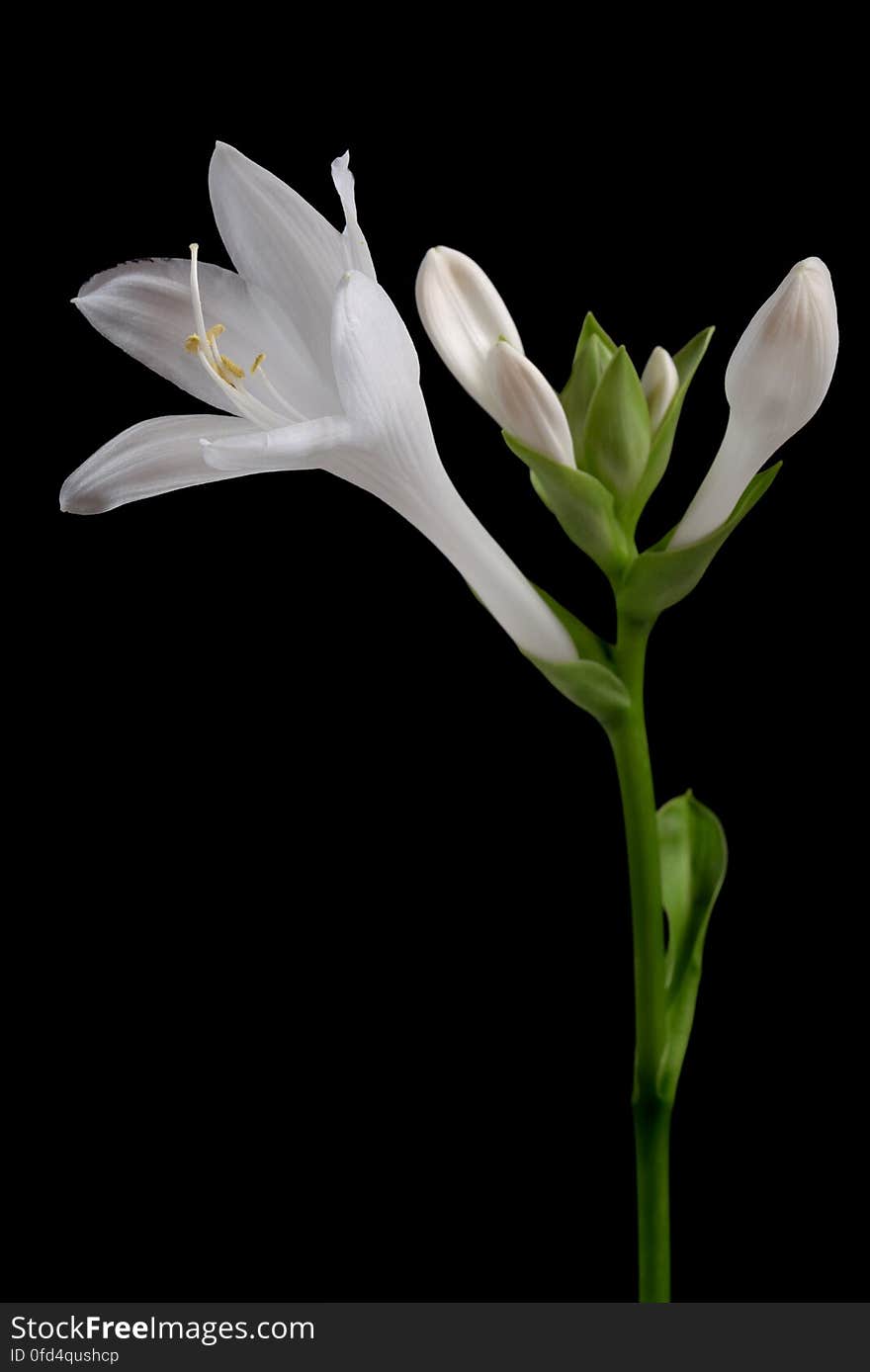 Hosta plantaginea flower