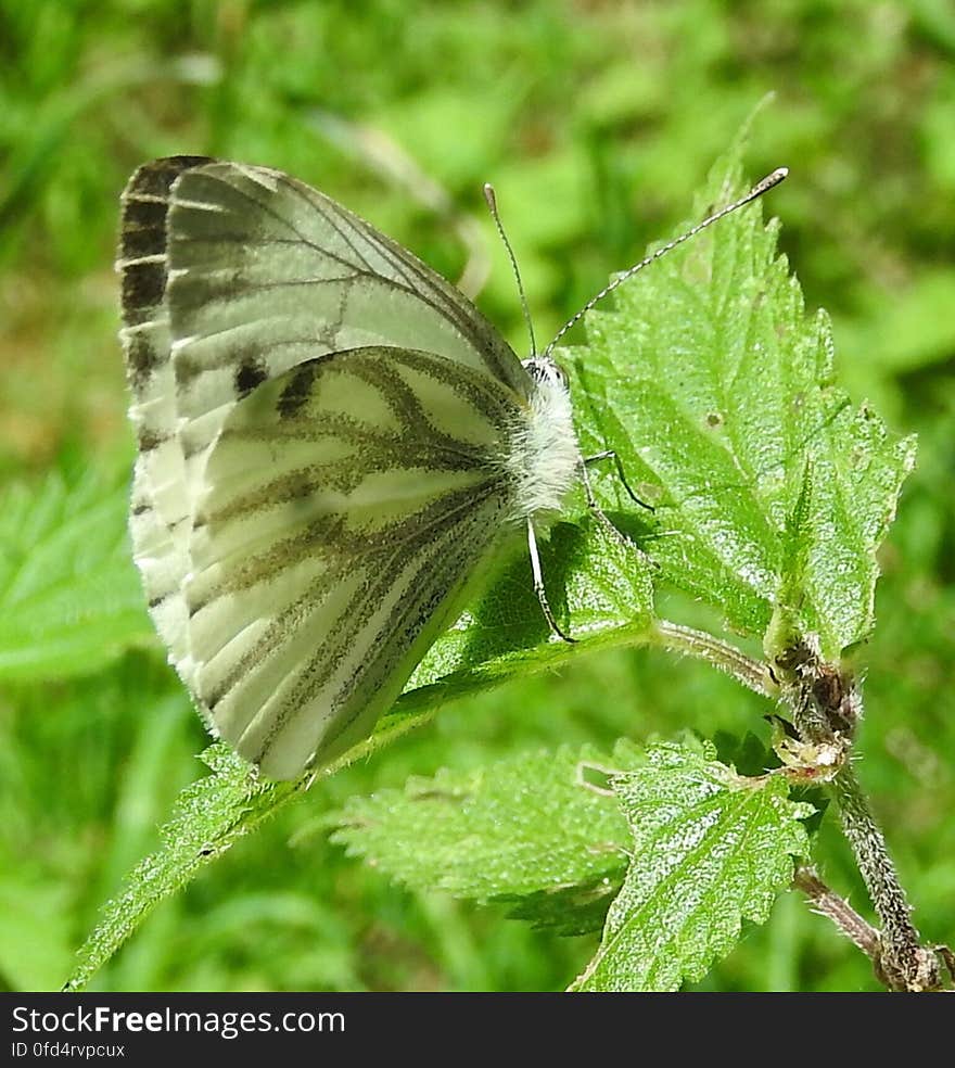 Large White (?) butterfly