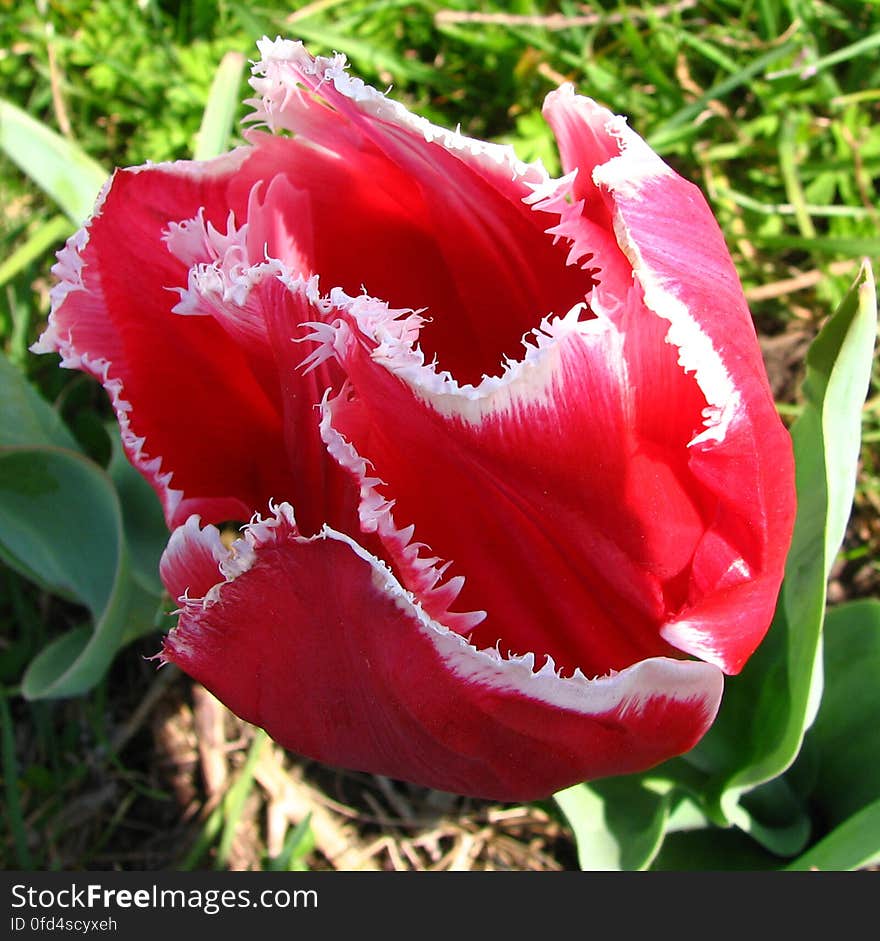 red-and-white fringed tulip