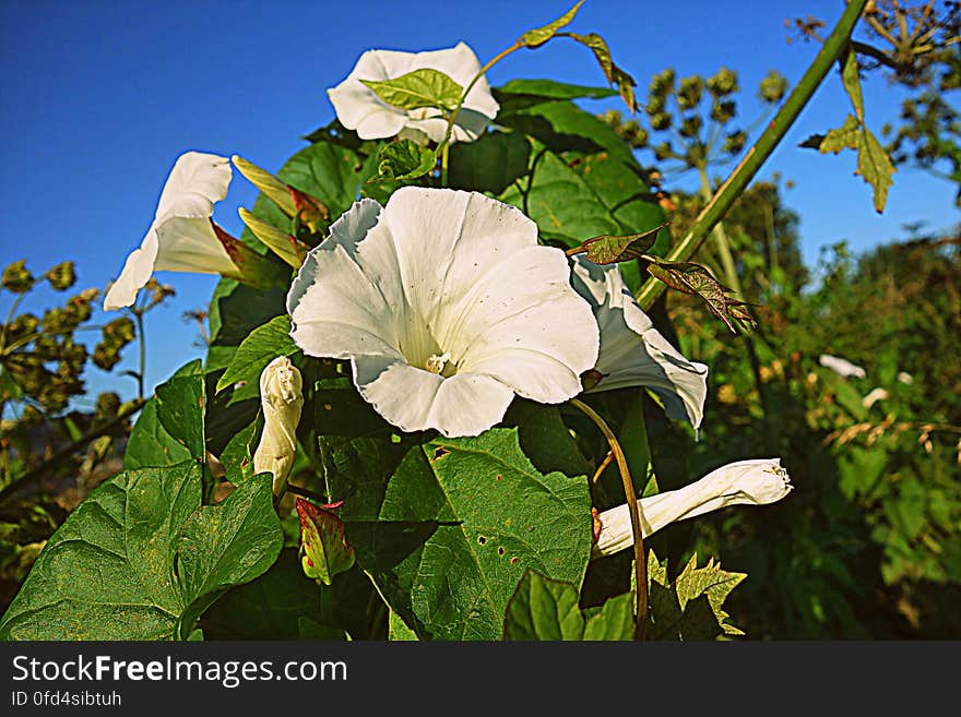 PUBLIC DOMAIN DEDICATION - Pixabay- Pexels digionbew 16. 18-08-16 Hedge bindweed LOW RES DSC09645