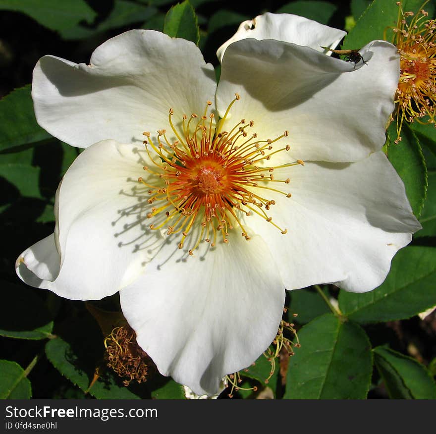 white flower 3