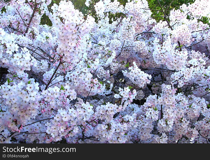 white fruit-tree blossoms 4