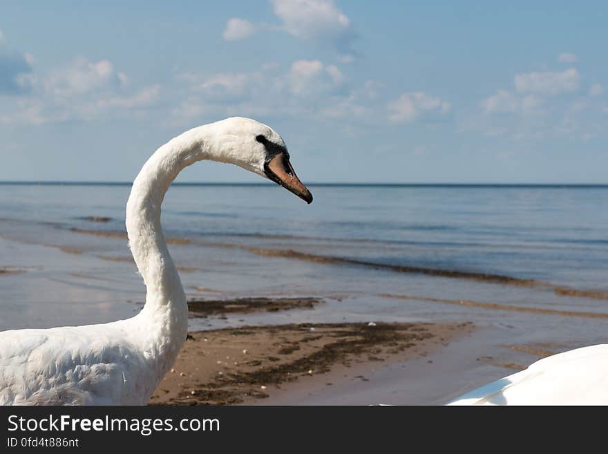 Swan