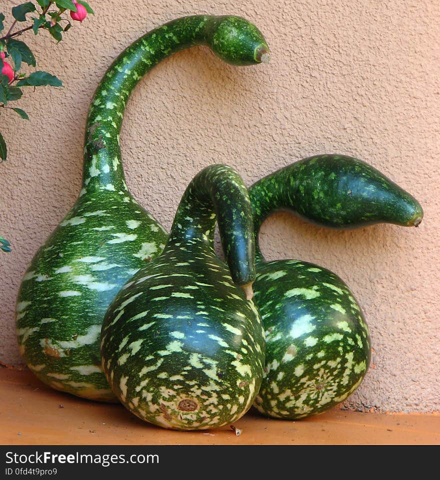 swan gourds