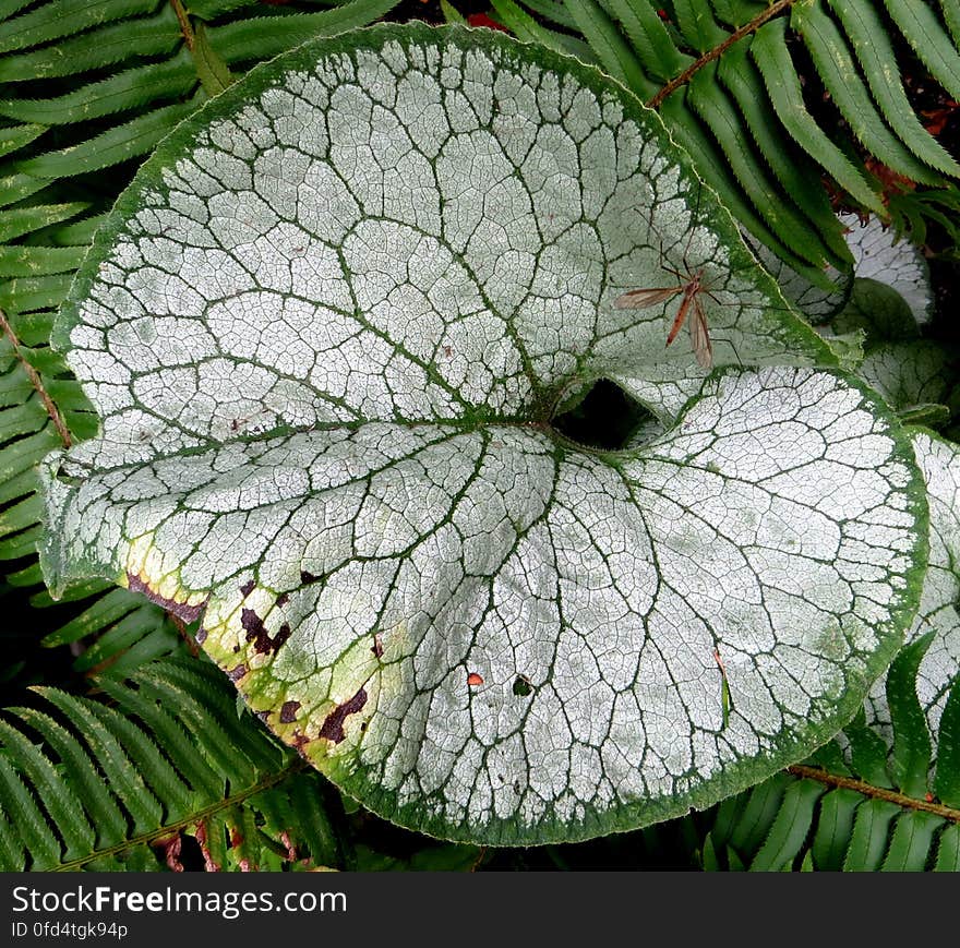 green-and-white leaf 2