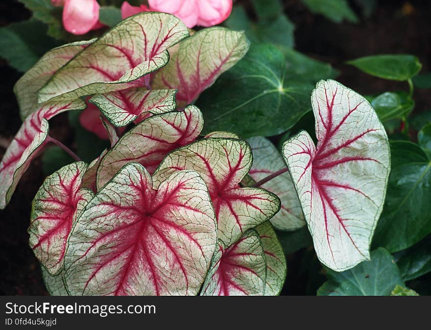 tropical leaves