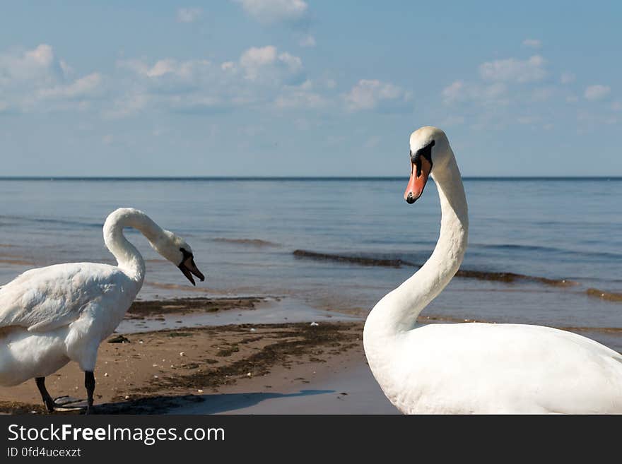 Swans