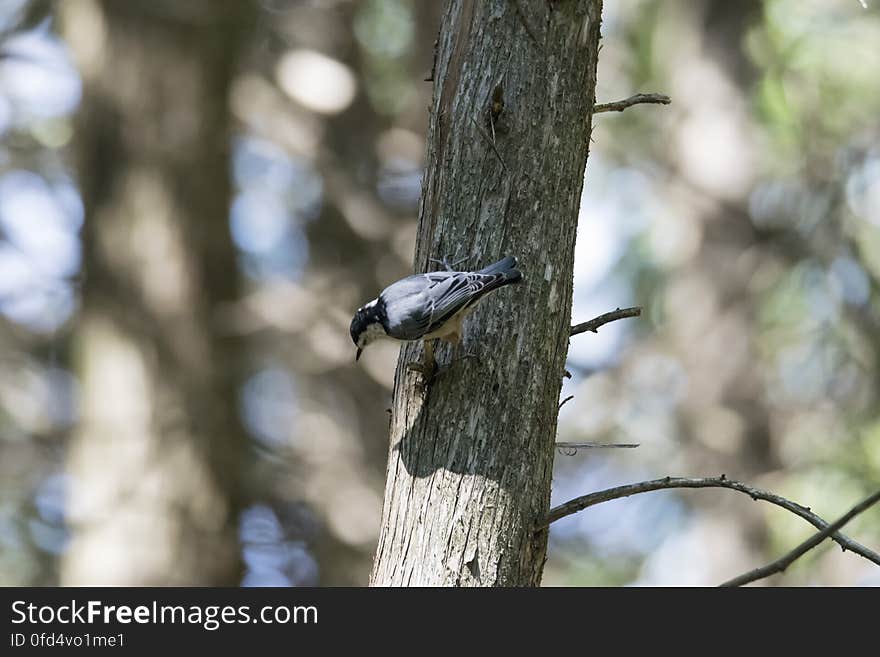 Oiseau &#x28;Sittelle À Poitrine Blanche&#x29; 037