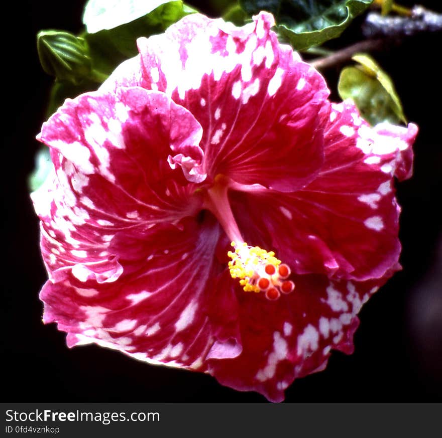 red-and-white hibiscus