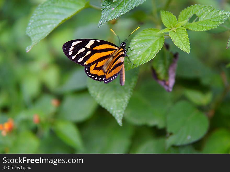 Dotted butterfly