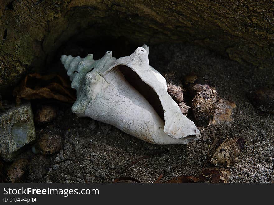 Sea conch