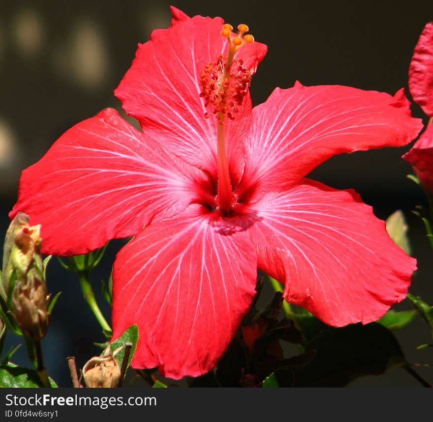 red hibiscus