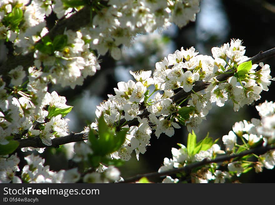 white fruit-tree blossoms 2