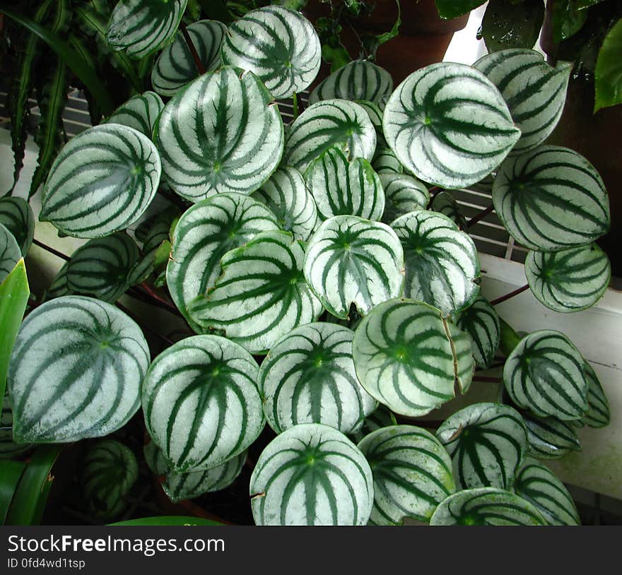 green-and-white leaves 1