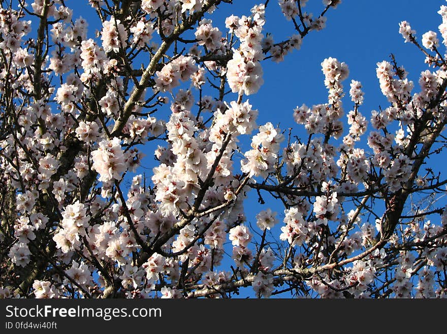 white fruit-tree blossoms 1