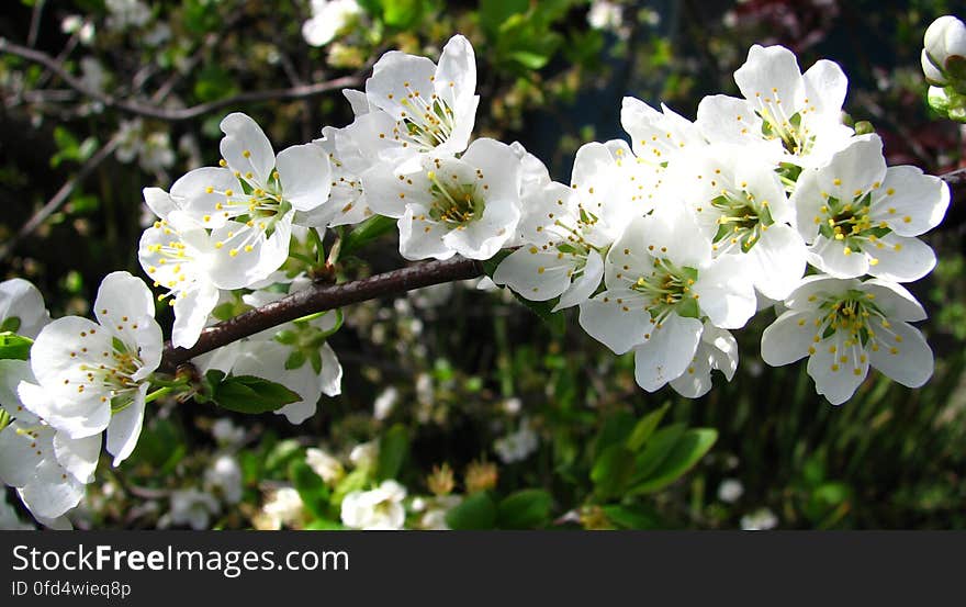 white fruit-tree blossoms 3