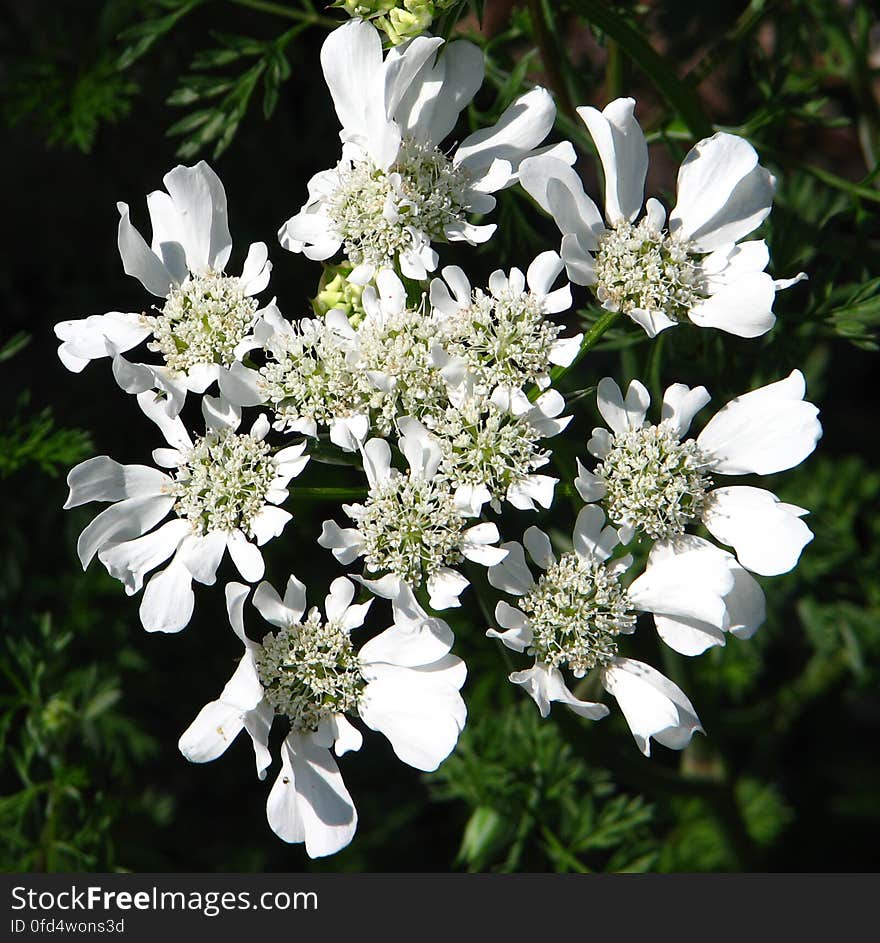 white flower 1