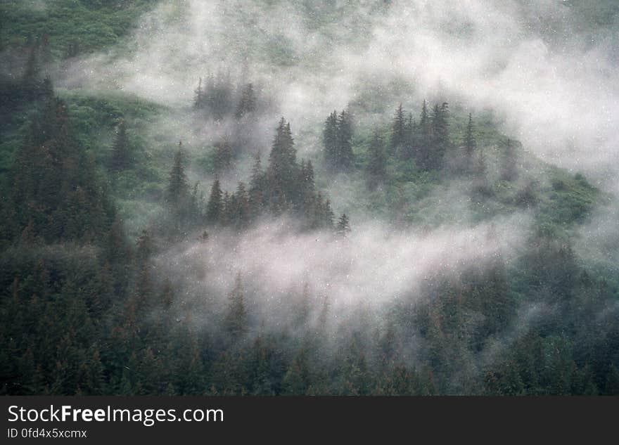 trees and fog