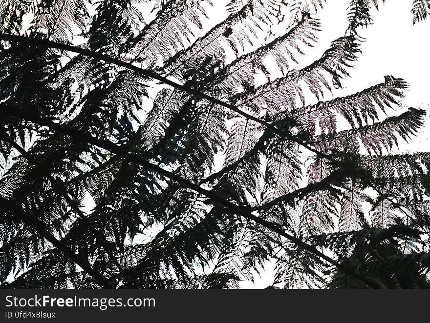 fern patterns