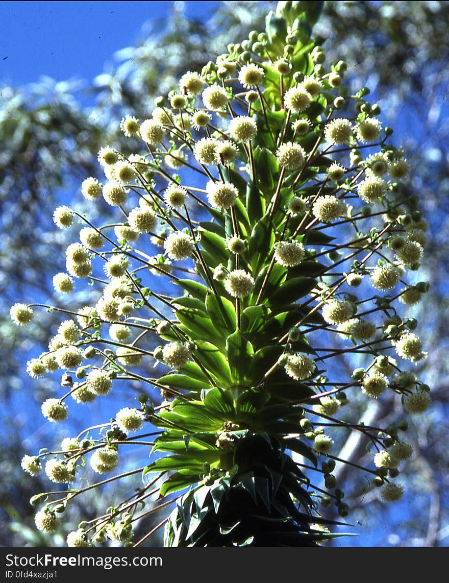 white flower 2