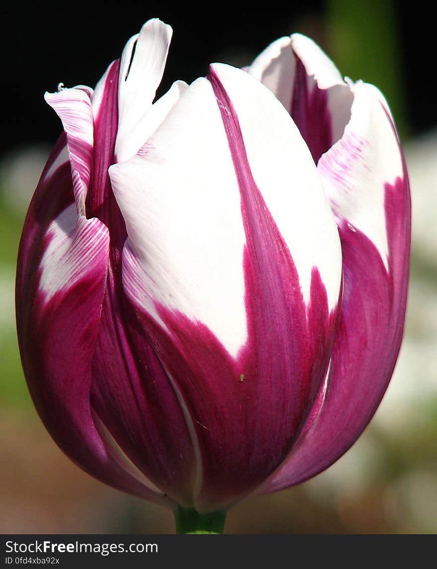 purple-and-white Rembrandt tulip