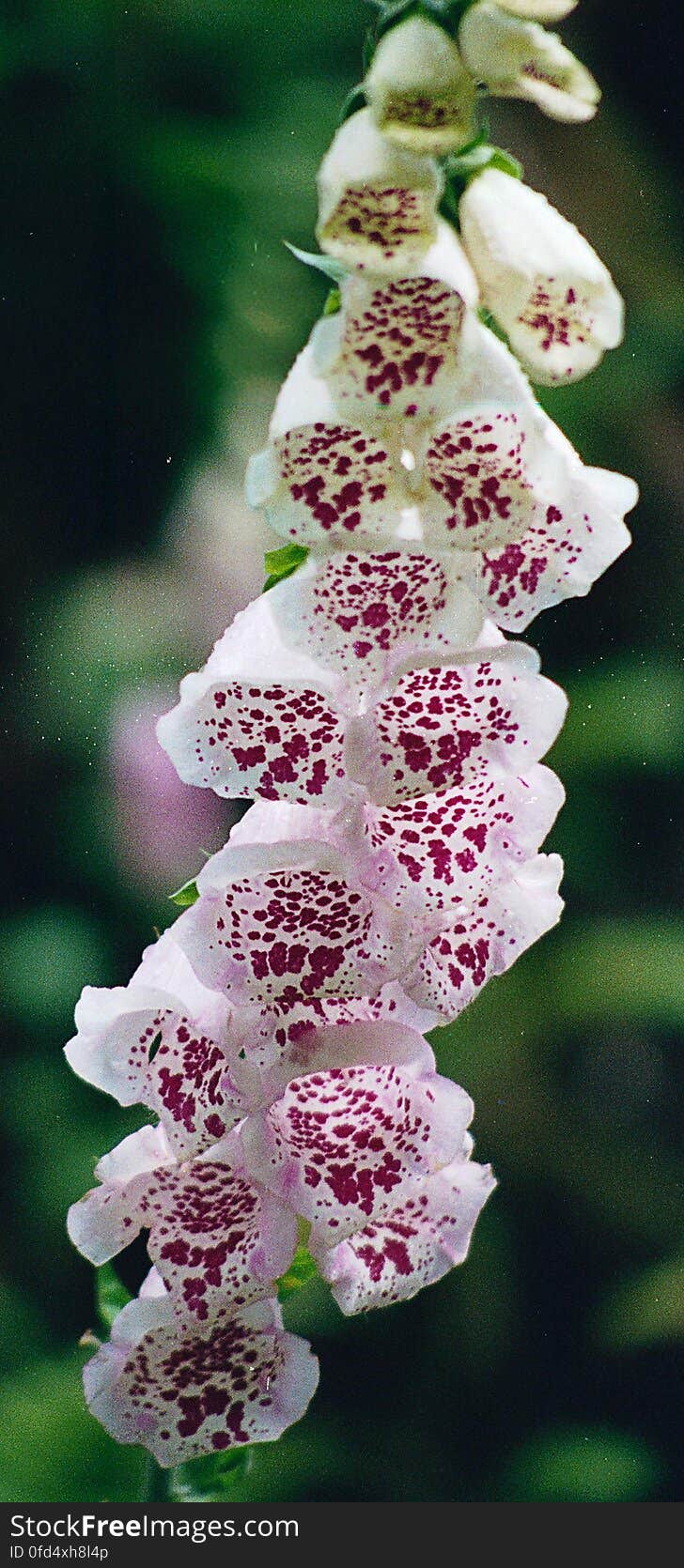 foxglove