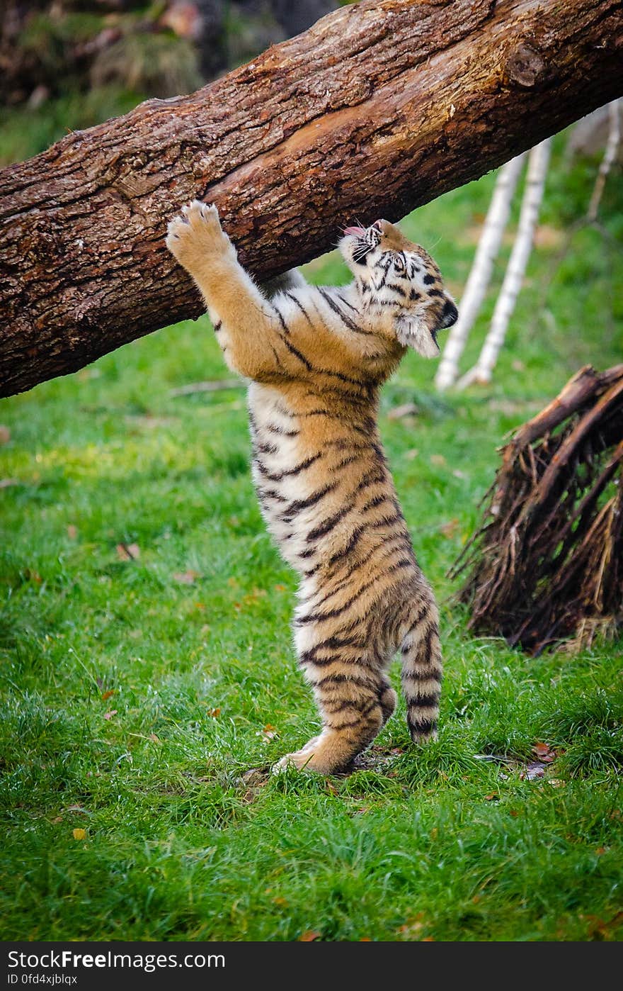 One of the two cubs at the zoo in Duisburg, Germany. One of the two cubs at the zoo in Duisburg, Germany.