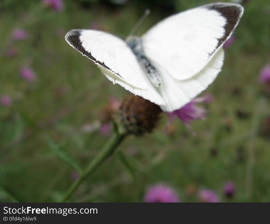 White butterfly, Downe House