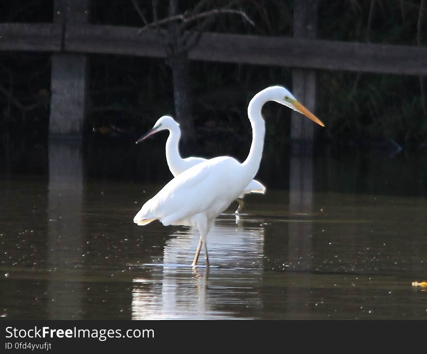 Foreground: Ardea alba Rear: Egretta garzetta #Autumn2016 #Sandbach #Wildlife Elton Hall Flash, Sandbach, Cheshire 19/10/2016. Foreground: Ardea alba Rear: Egretta garzetta #Autumn2016 #Sandbach #Wildlife Elton Hall Flash, Sandbach, Cheshire 19/10/2016