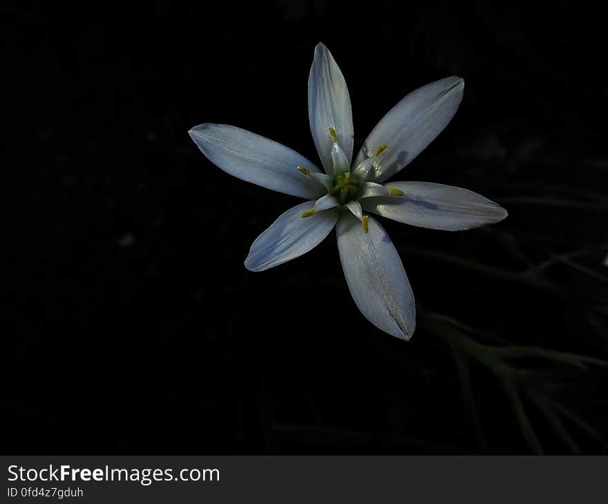 Free Photo of a Star of Bethlehem, white flower with six petals, cientific name Ornithogalum, under Creative Commons CC0 Kostenlose Foto von einer Milchsterne, Blume mit sechs Kronblätter, Ornithogalum unter Creative Commons CC0 Fotografía gratuita de una flor de Bach o Estrella de Belén, flor blanca con seis pétalos, Ornithogalum bajo la licencia Creative Commons CC0.