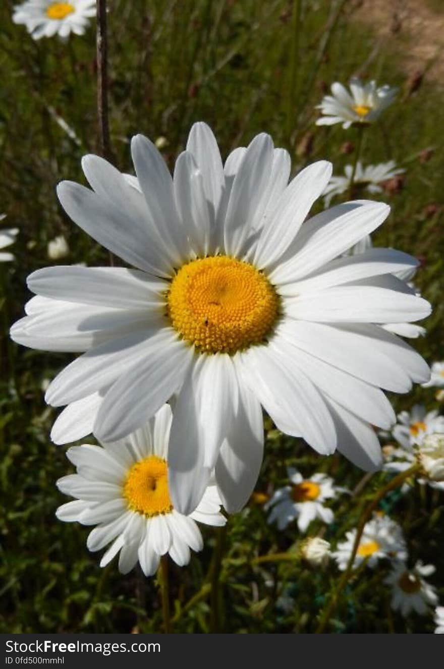 blanc - marguerite