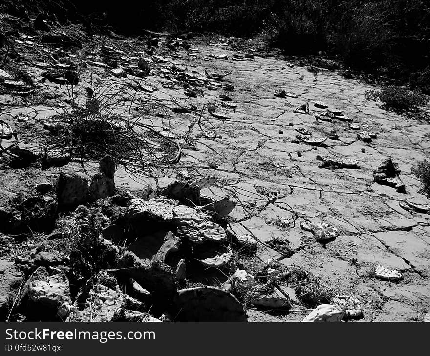 Plant, Black, Bedrock, Natural landscape, Road surface, Vegetation