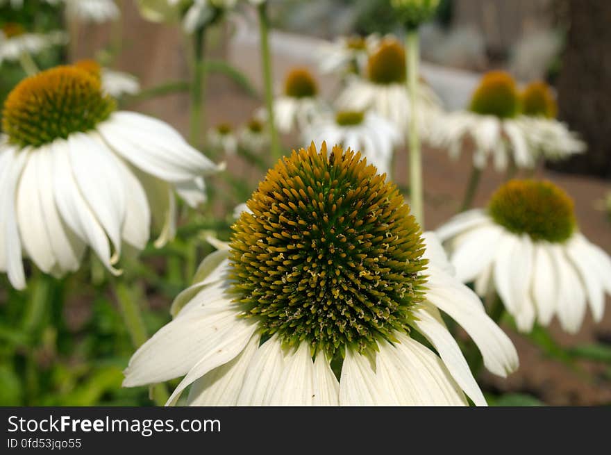 Echinacea purpurea &#x27;White Swan&#x27;. CC0 waiver: To the extent possible under law, I waive all copyright and related or neighboring rights to this work. Echinacea purpurea &#x27;White Swan&#x27;. CC0 waiver: To the extent possible under law, I waive all copyright and related or neighboring rights to this work.