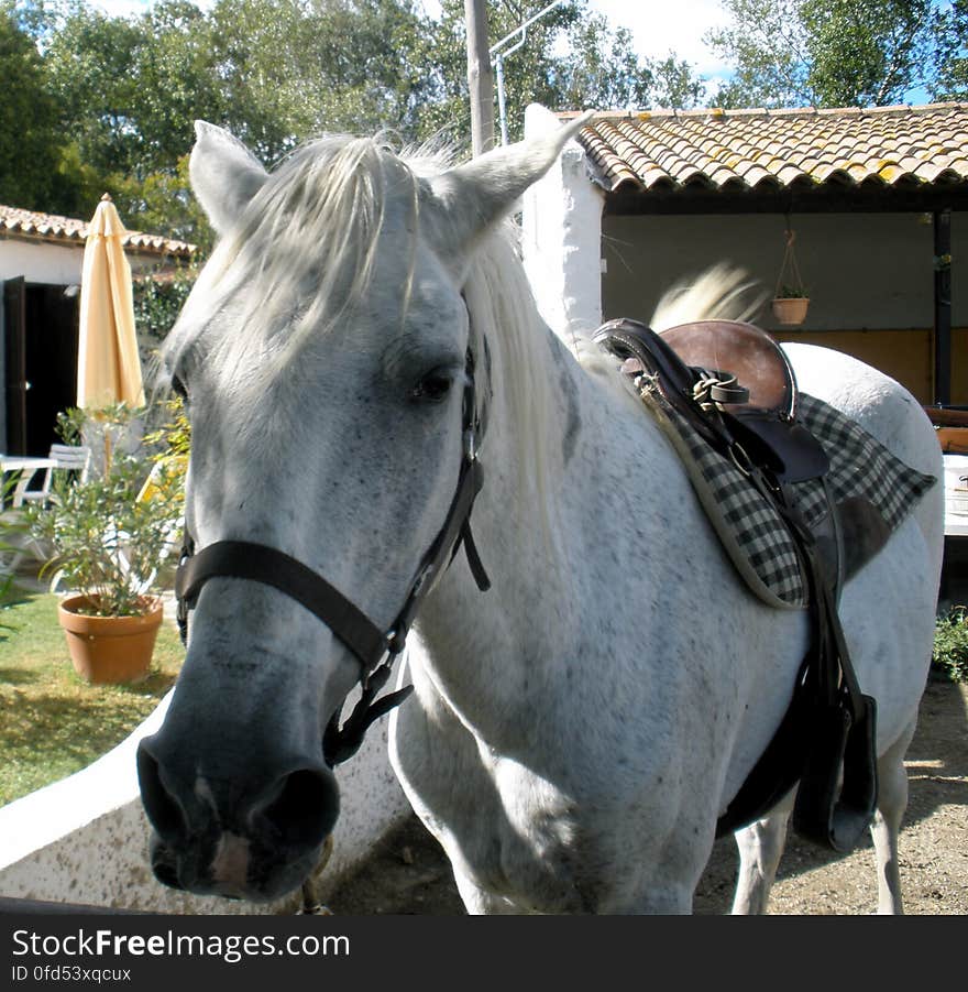 My girl Estrella. I love this mare, but gosh, she has such a bad temper! &#x28;taken in Camargue&#x29;. My girl Estrella. I love this mare, but gosh, she has such a bad temper! &#x28;taken in Camargue&#x29;