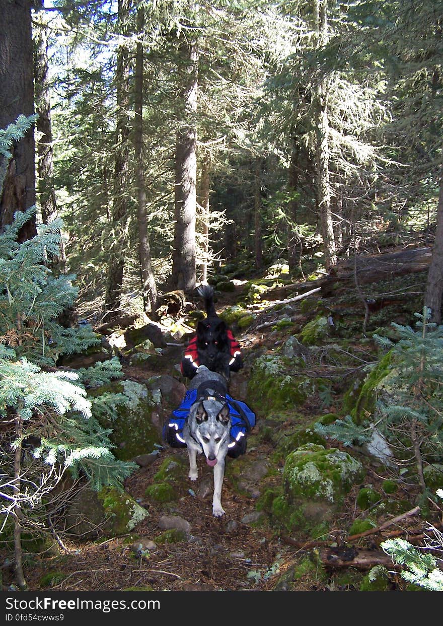 Along Upper Grant Creek Trail. Along Upper Grant Creek Trail