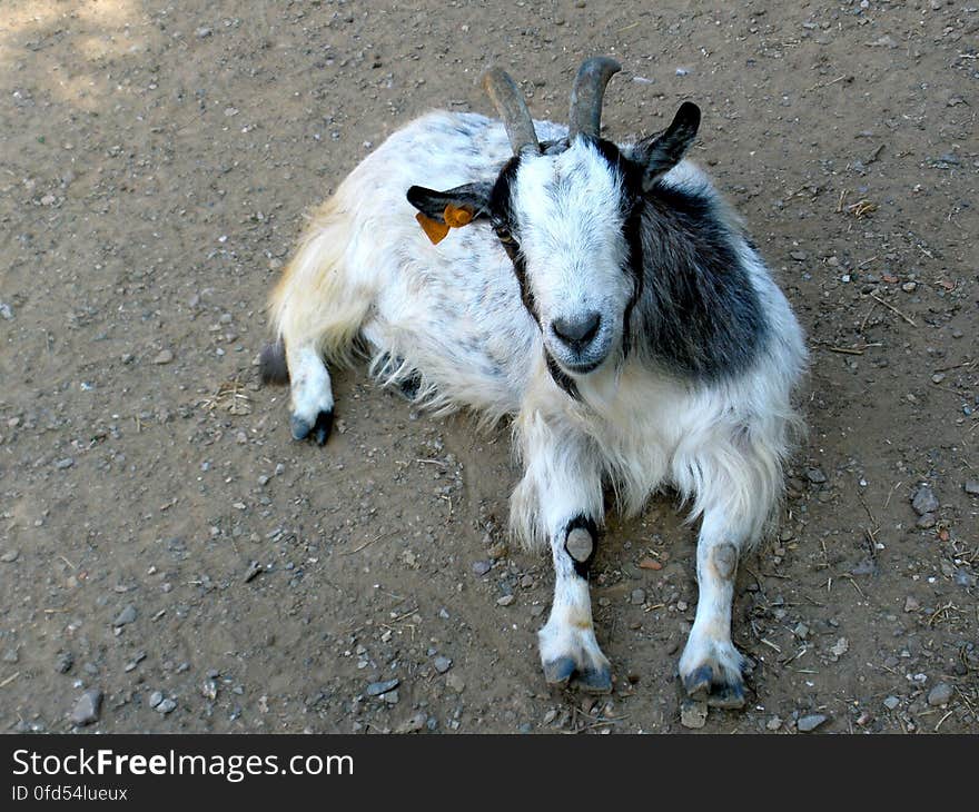 A funny looking girl at La Rierada&#x27;s petting zoo. A funny looking girl at La Rierada&#x27;s petting zoo.