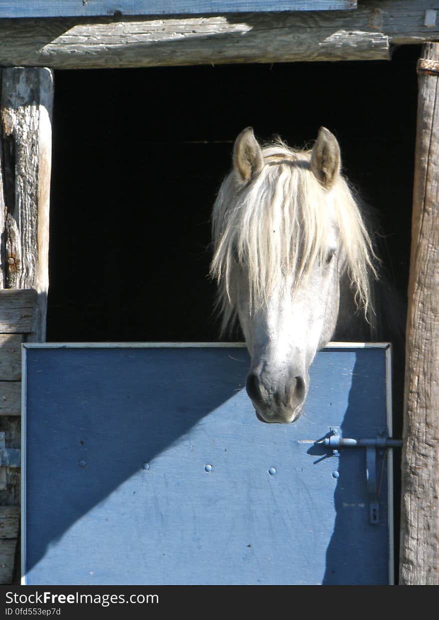 Looking goofy! :P &#x28;taken in Camargue&#x29;. Looking goofy! :P &#x28;taken in Camargue&#x29;