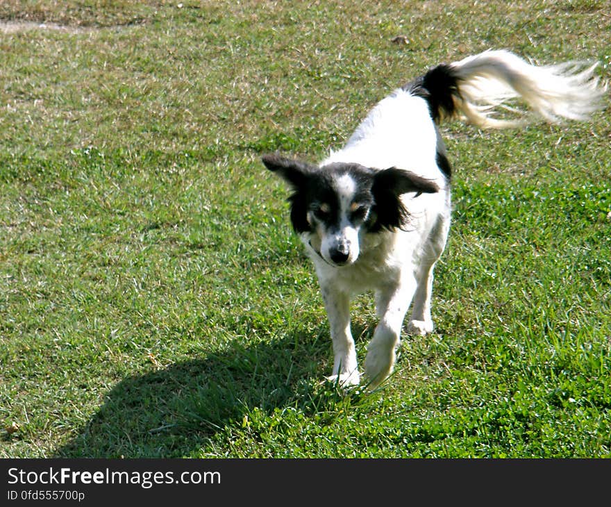 Meaning butterfly in french, not a very original name, since her breed is called &#x22;Papillon&#x22; too. She is very shy and won&#x27;t let anyone touch her, but she will always follow you around.