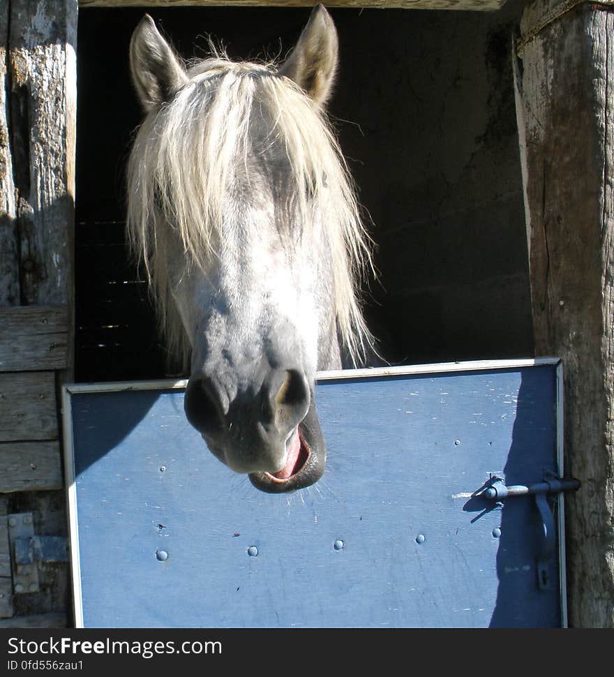 Caught on camera while yawning. &#x28;taken in Camargue&#x29;. Caught on camera while yawning. &#x28;taken in Camargue&#x29;