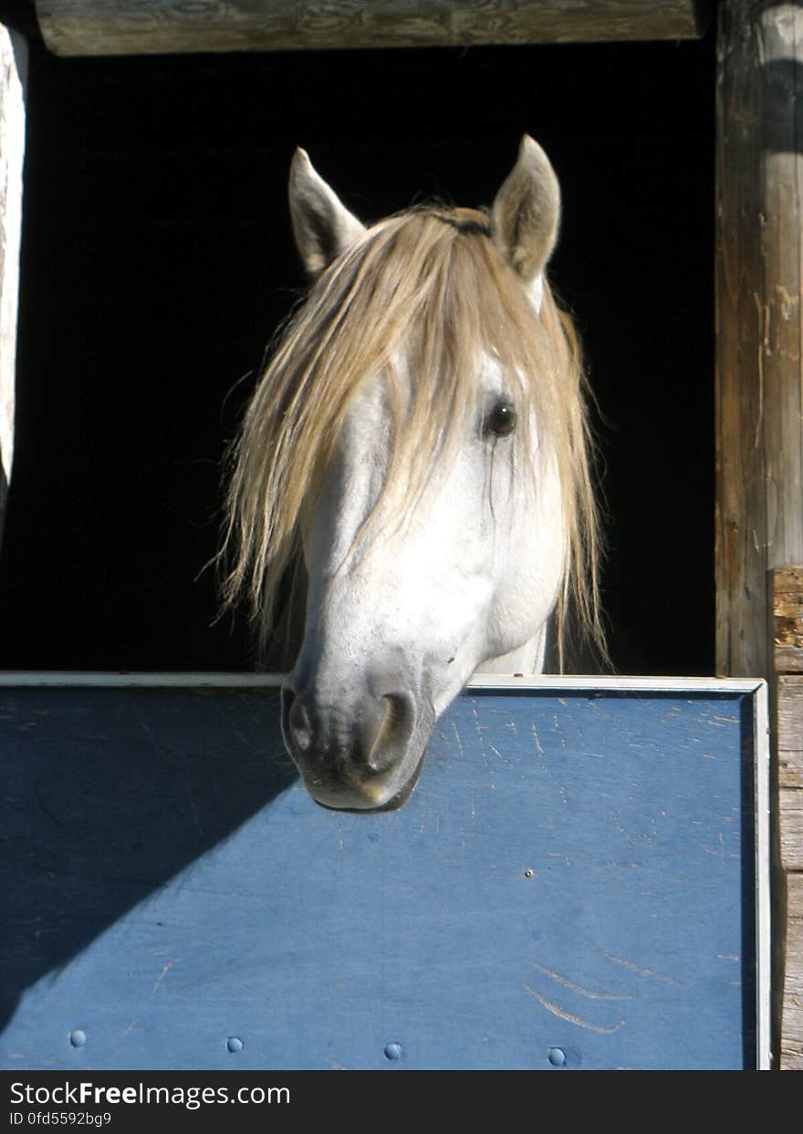 Looking good! :&#x29; &#x28;taken in Camargue&#x29;. Looking good! :&#x29; &#x28;taken in Camargue&#x29;